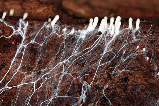 Alternative Uses of Mycelium
